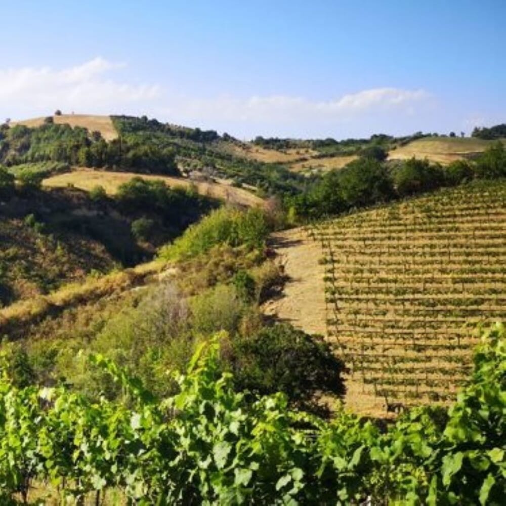 Marche Wine Tasting - Degustazione di Vini Marchigiani